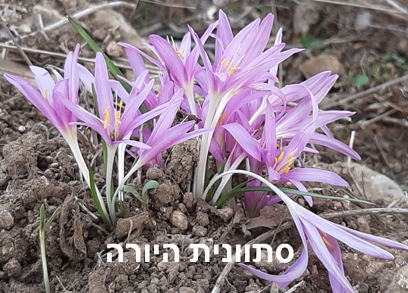 סתוונית היורה • צילום: דני כץ
