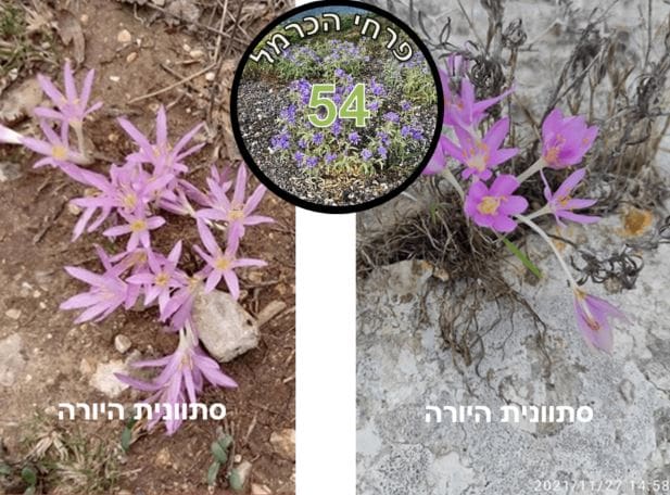 סתוונית היורה • צילום: דני כץ