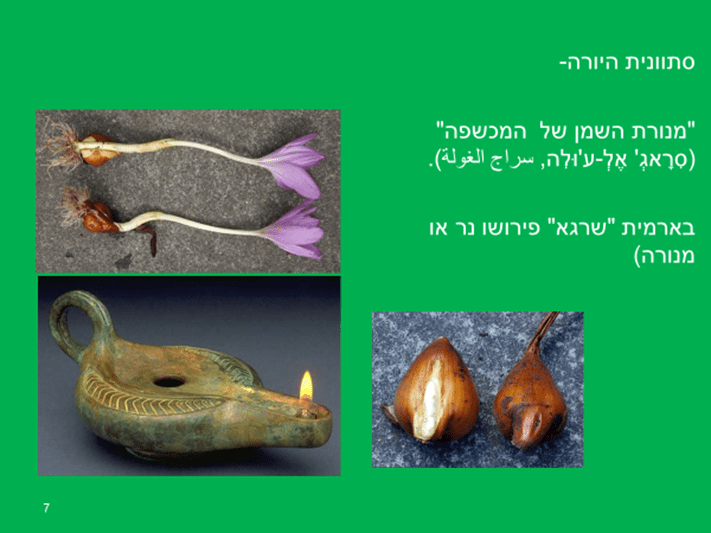 סתוונית היורה (צילום: אמוץ דפני)