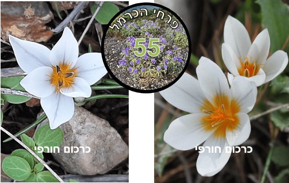 כרכום חורפי • צילום: דני כץ