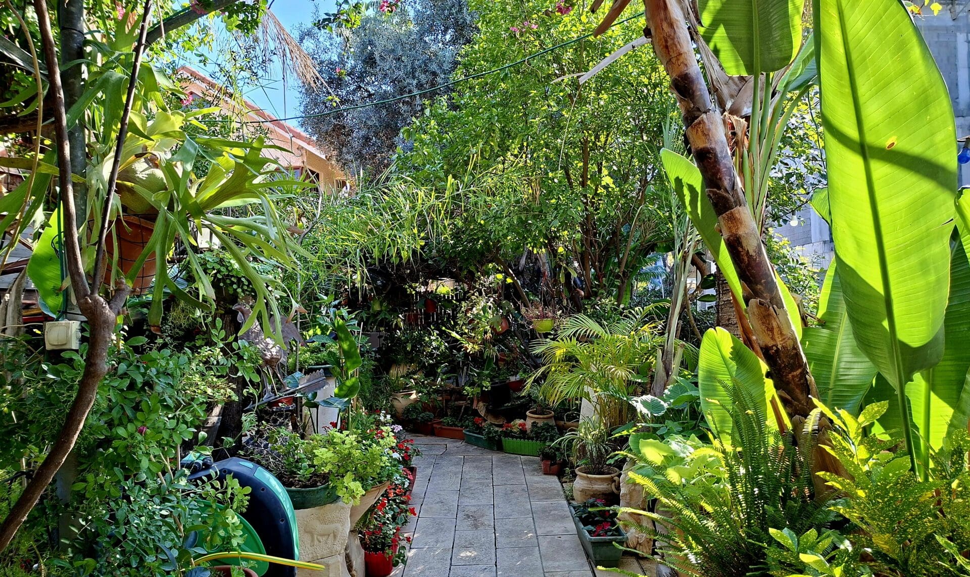 בית משה צמרת - צמחיית החצר של בעל "האצבעות הירוקות" (צילום: רחלי אורבך)