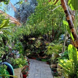 בית משה צמרת – צמחיית החצר של בעל "האצבעות הירוקות" (צילום: רחלי אורבך)