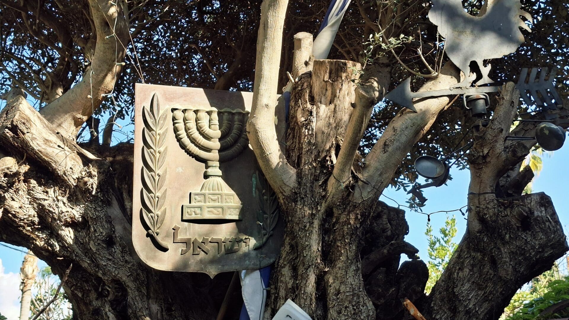 בחצר בית משה צמרת - סמלי המדינה בין ענפי הזית (צילום: רחלי אורבך)