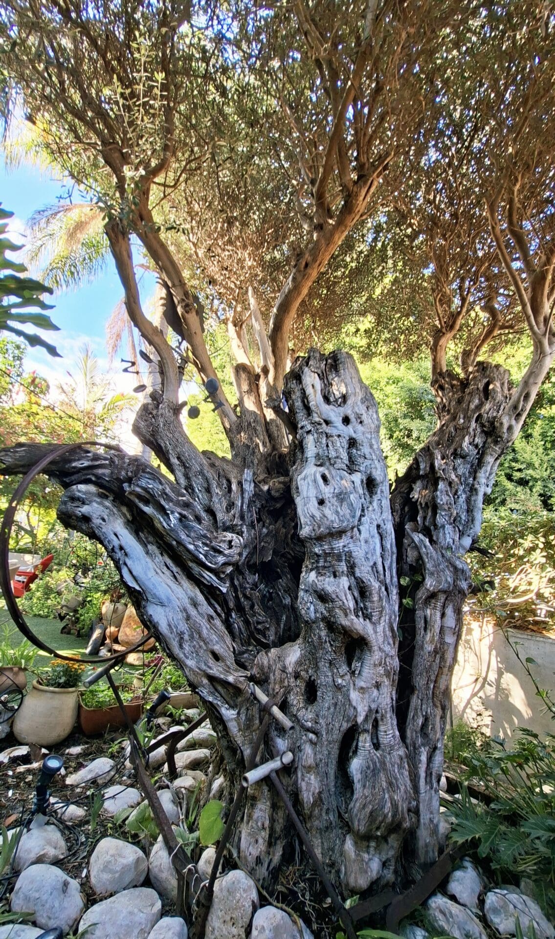 בחצר בית משה צמרת - גזע עץ הזית העתיק (צילום: רחלי אורבך)