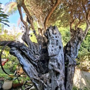 בחצר בית משה צמרת – גזע עץ הזית העתיק (צילום: רחלי אורבך)
