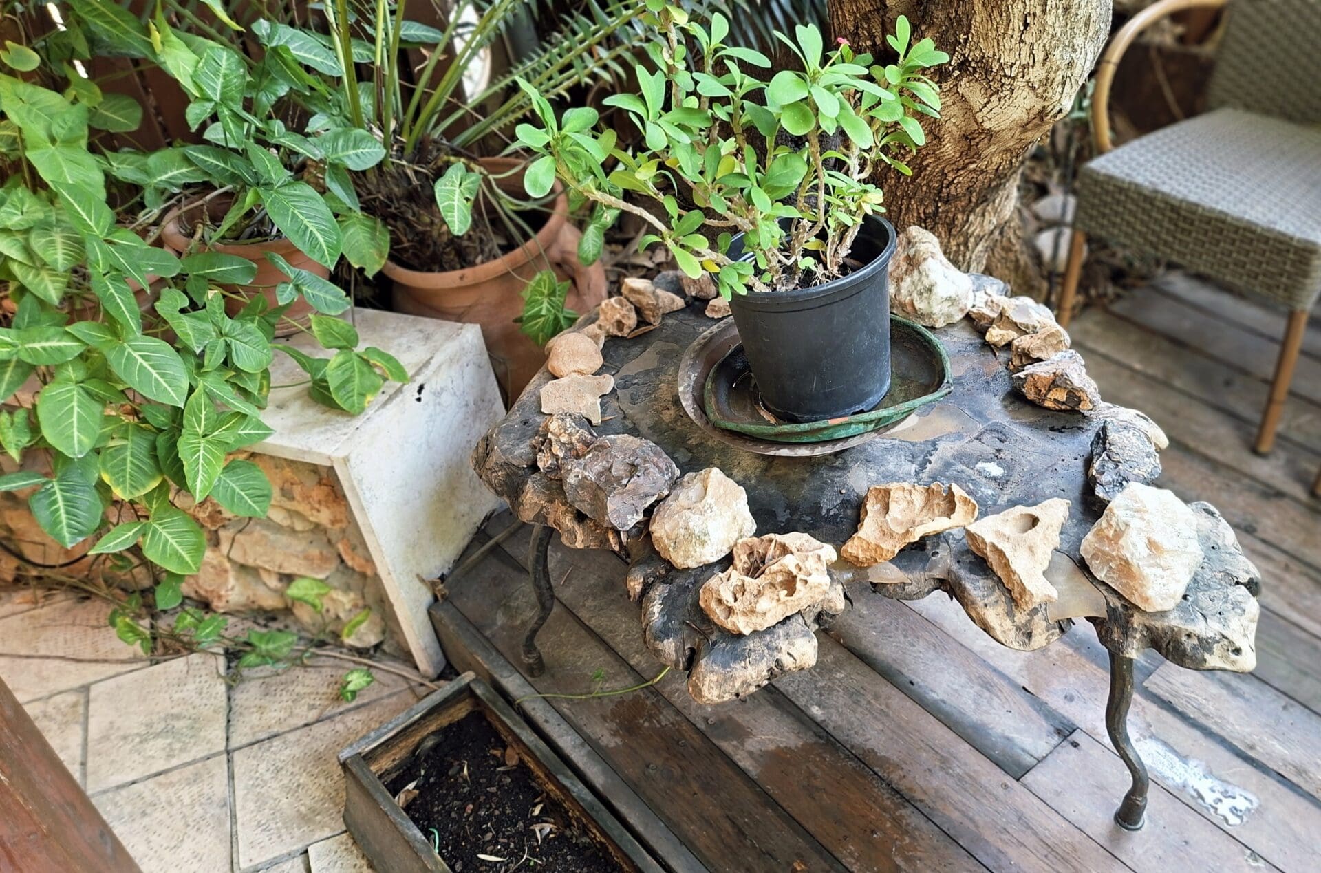בחצר בית משה צמרת - צמחייה ירוקה לצד שולחן העשוי מגזע עץ זית (צילום: רחלי אורבך)