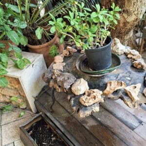 בחצר בית משה צמרת – צמחייה ירוקה לצד שולחן העשוי מגזע עץ זית (צילום: רחלי אורבך)