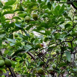 בבית משה צמרת – פירות עץ הלימונצ'לו (צילום: רחלי אורבך)