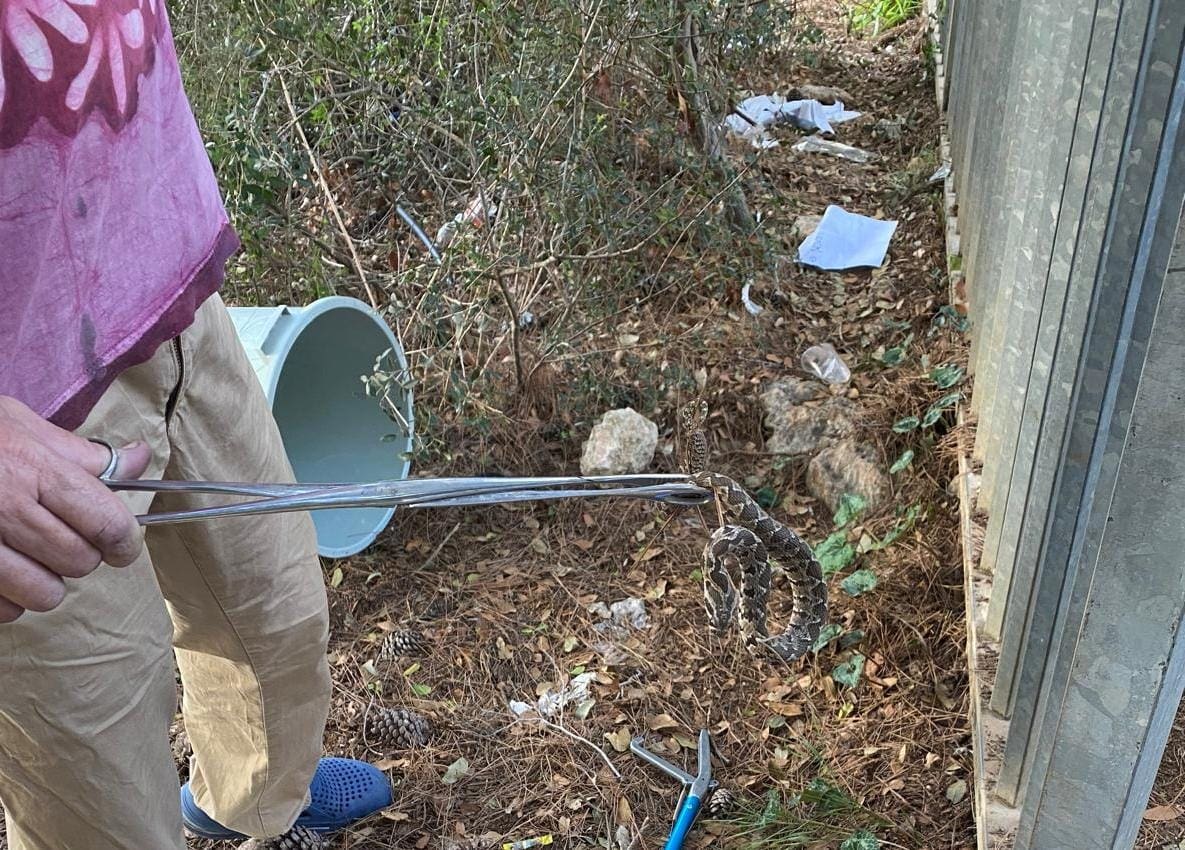 נחש הצפע נלכד (צילום: ליבי אוחנה)