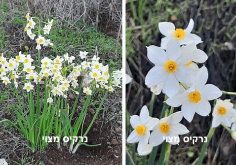 נרקיס מצוי • צילום: דני כץ