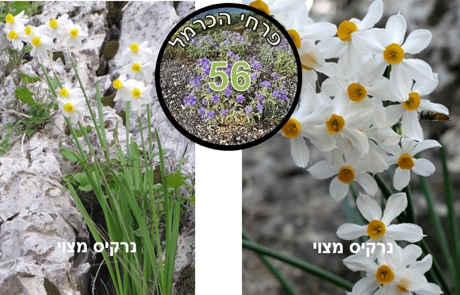 נרקיס מצוי • צילום: דני כץ