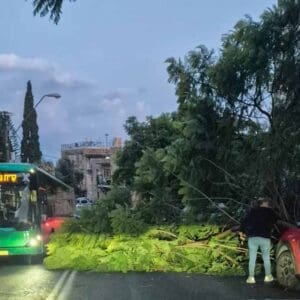 עץ ענק קרס על הכביש בשדרות הציונות בחיפה 16/12/25 (צילום: עו"ד רון ברנט)
