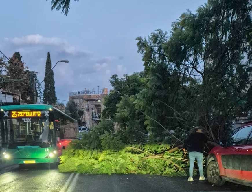 עץ ענק קרס על הכביש בשדרות הציונות בחיפה 16/12/25 (צילום: עו