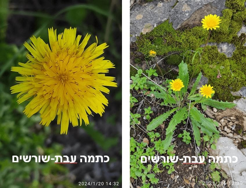 כתמה עבת-שורשים • צילום: דני כץ