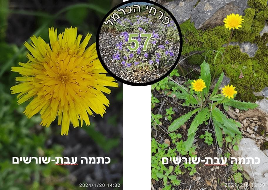 כתמה עבת-שורשים • צילום: דני כץ