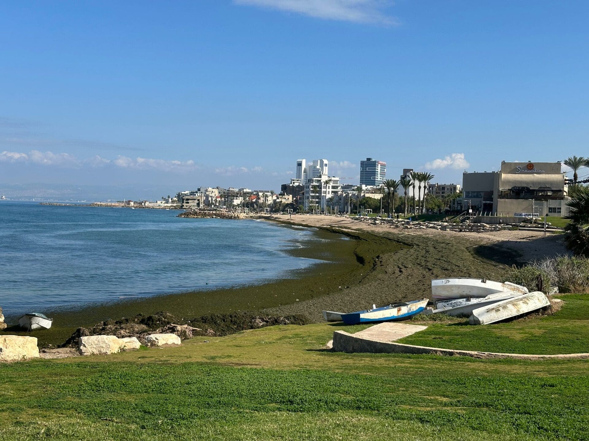 אצות בחוף בת גלים (צילום: נגה כרמי)
