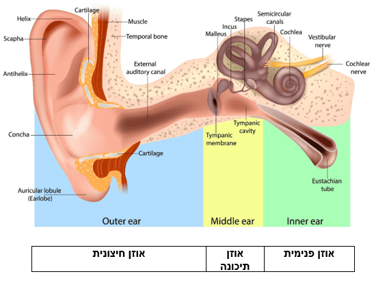 מבנה האוזן (קרדיט: SONOVA)