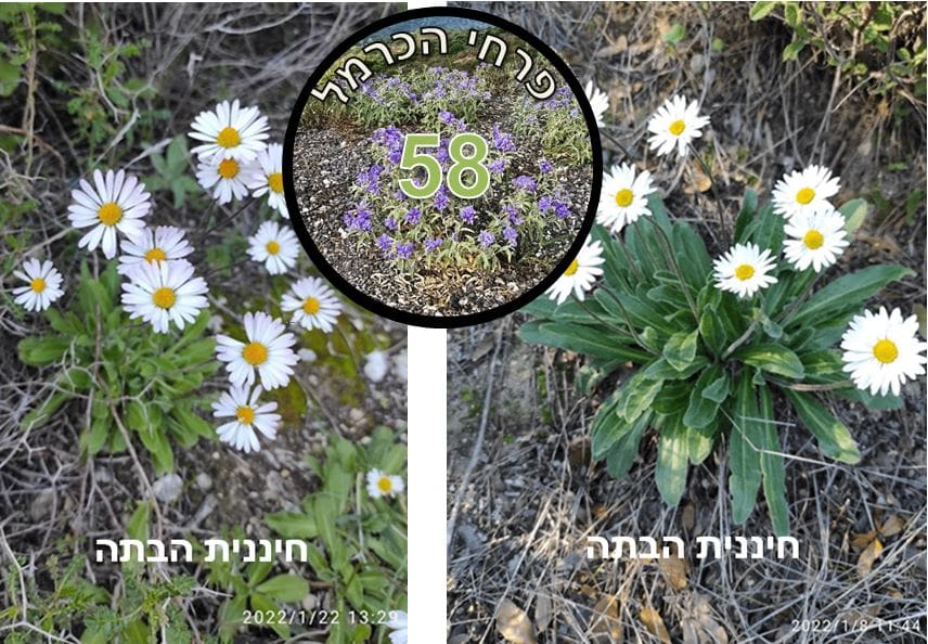 חיננית הבתה (צילום: דני כץ)