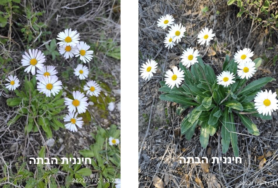 חיננית הבתה • צילום: דני כץ