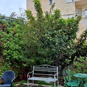 בבית ליזט ממן פוגל – עצי פרי בגינה העליונה (צילום: רחלי אורבך)