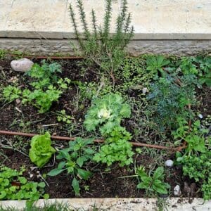 בבית ליזט ממן פוגל – ערוגת הירק והתבלינים (צילום: רחלי אורבך)