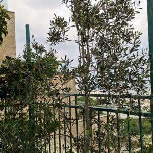 בבית ליזט ממן פוגל – שתיל עץ הזית שצמח ובגר (צילום: רחלי אורבך)