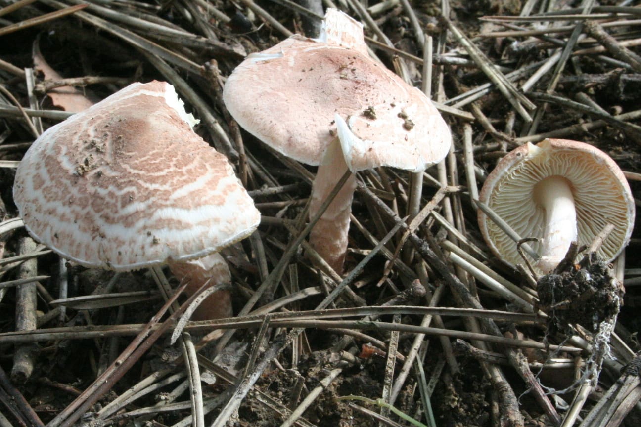 פיטריות (צילום: הקריה הרפואית רמב