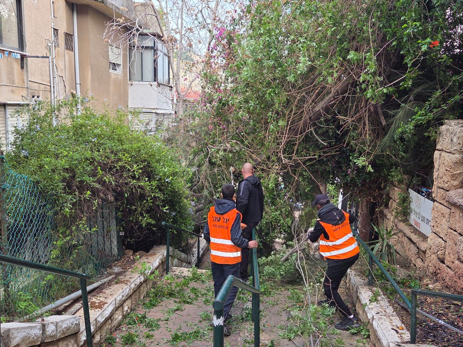 פינוי העץ שקרס (צילום: אדיר יזירף)