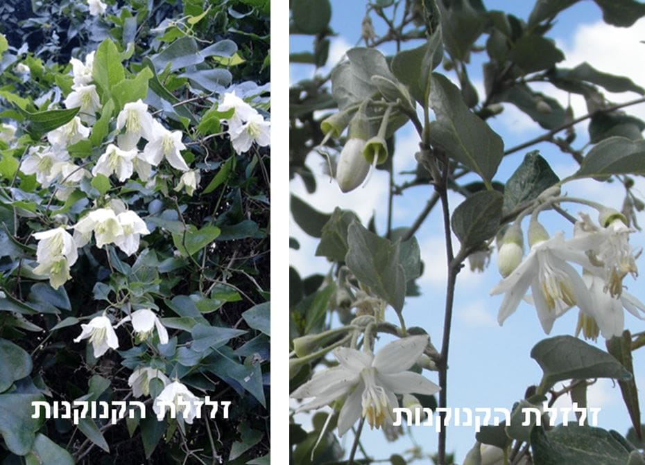 זלזלת הקנוקנות • צילום: דני כץ