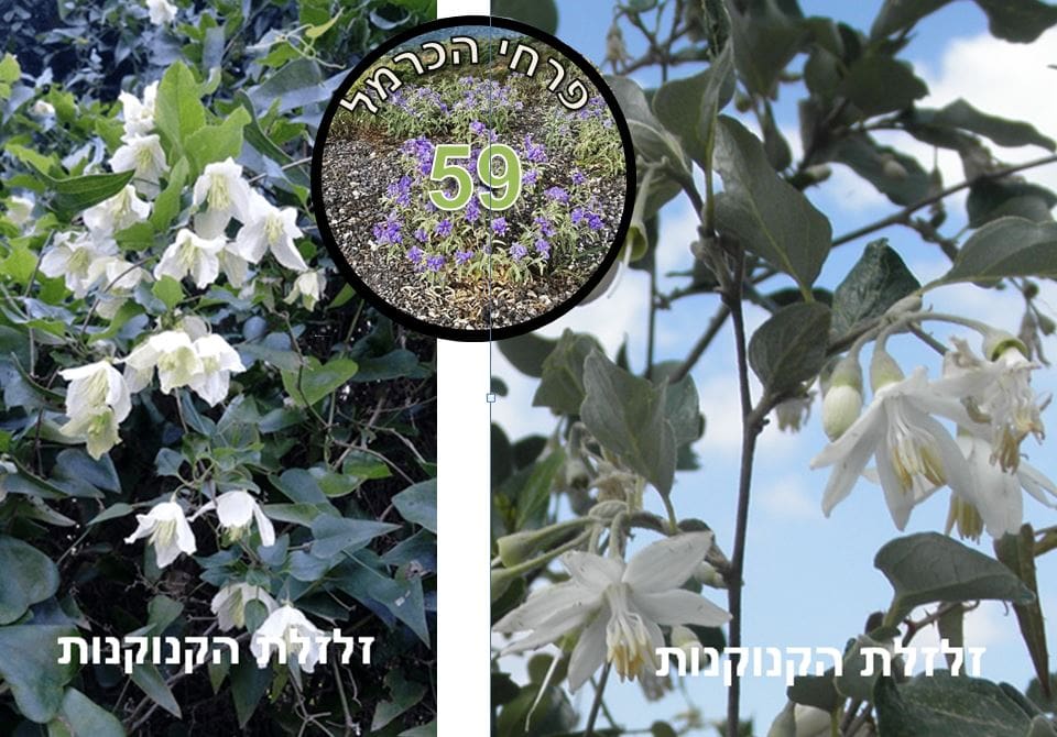 זלזלת הקנוקנות • צילום: דני כץ