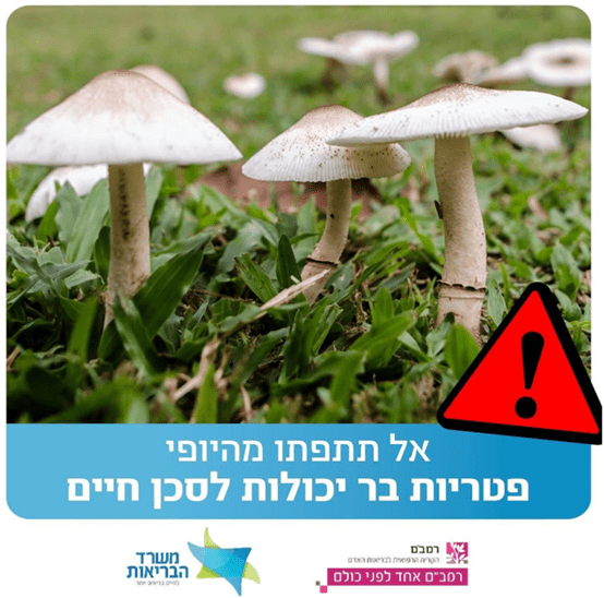 פטריות בר (משרד הבריאות)