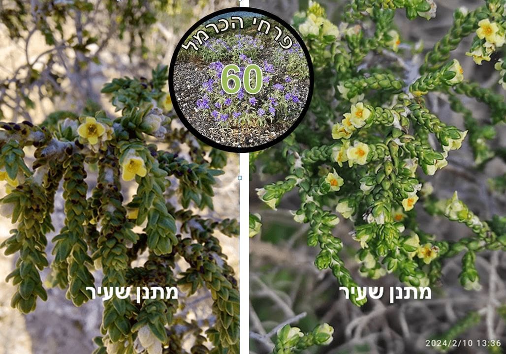 מתנן שעיר • צילום: דני כץ
