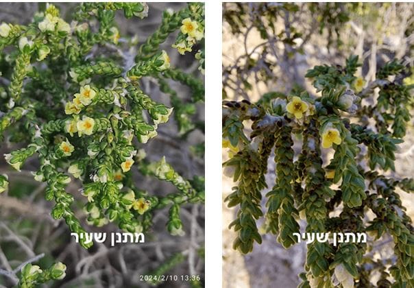 מתנן שעיר • צילום: דני כץ
