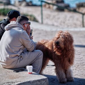 הכלאה, הרבעה, גנטי, אימוץ, כלביה, כלביות, גזע, צער, תנו לחיות, כלב, גולדנדודל, לברדודל, דודל, כלב גדול, פרווה חומה, כלב שעיר, חוף הים, טיילת, אנשים וכלב, חברות, בילוי בחוץ, צילום רחוב, בעל חיים, כלב משפחה, כוס קפה, ישיבה, נוף עירוני, חורף, סתיו, לבוש חורפי, סווטשירט, קפוצ'ון, חול, סלעים, ים כחול