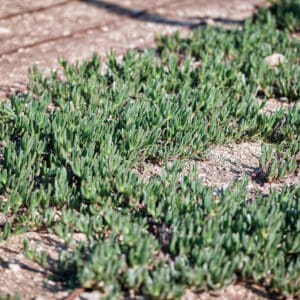 צמחיית חוף, סוקולנטים, אהל (Carpobrotus), צמח כיסוי, ירוק, טבע, צמיחה, חול, קרקע, ישראל, צמחייה, עמידות ביובש, גינון ציבורי, פריחה (פוטנציאלית), שמש, אור יום, צילום מקרו, פרטים, מרקם, עלים בשרניים, חורף, אביב, הגנת חופים, סביבה אקולוגית, שורשים, אדמה יבשה, נוף פתוח.