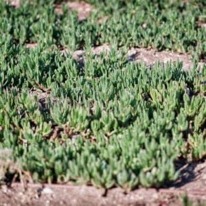 צמחיית חוף, סוקולנטים, אהל (Carpobrotus), צמח כיסוי, ירוק, טבע, צמיחה, חול, קרקע, ישראל, צמחייה, עמידות ביובש, גינון ציבורי, פריחה (פוטנציאלית), שמש, אור יום, צילום מקרו, פרטים, מרקם, עלים בשרניים, חורף, אביב, הגנת חופים, סביבה אקולוגית, שורשים, אדמה יבשה, נוף פתוח.