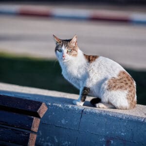 חתול, פרווה, חיית מחמד, חיות, בעל חיים, בעלי חיים, בע״ח