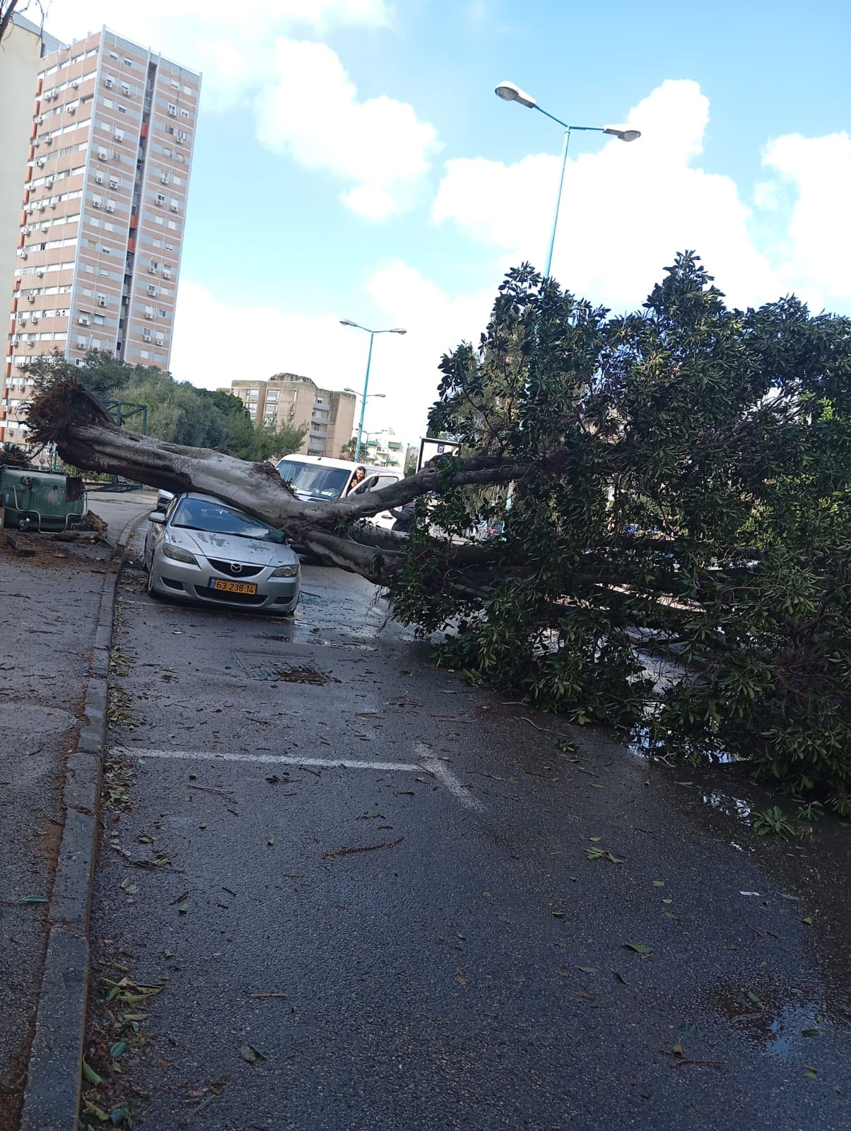 עץ נפל על רכב בחניתה (צילום: שמעון רביבו מחנות טמבור בחניתה)