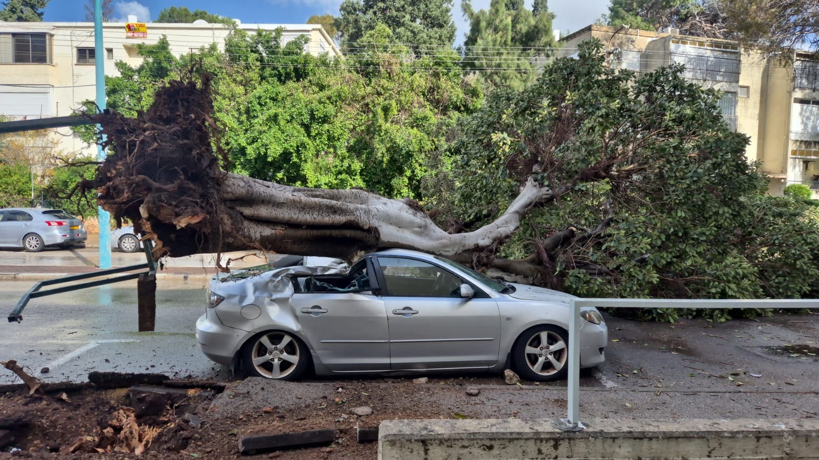 עץ נפל על רכב בחניתה (צילום: שמעון רביבו מחנות טמבור בחניתה)