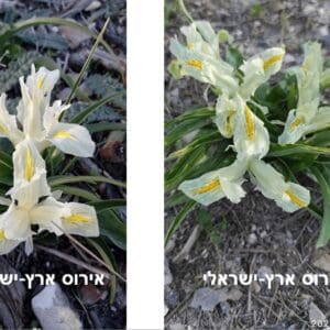 אירוס ארץ-ישראלי • צילום: דני כץ