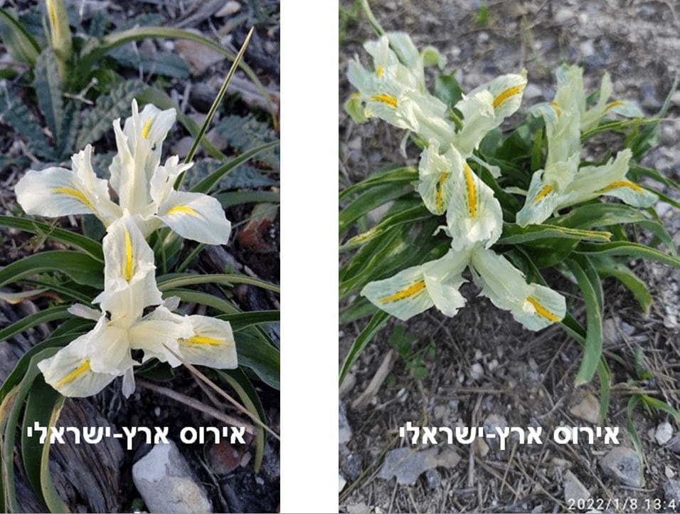 אירוס ארץ-ישראלי • צילום: דני כץ