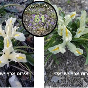 אירוס ארץ-ישראלי • צילום: דני כץ
