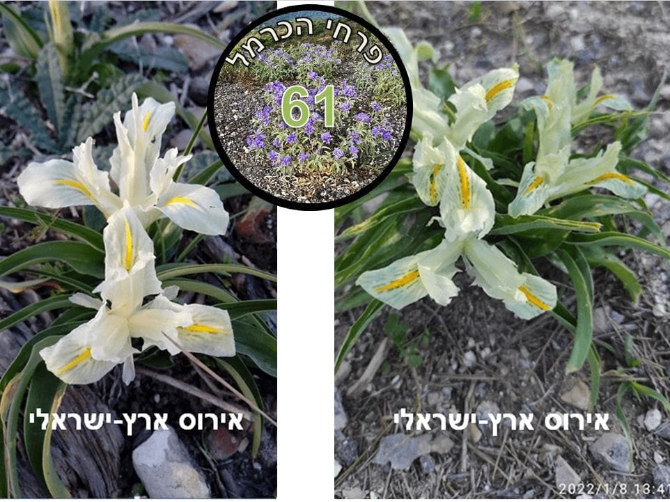 אירוס ארץ-ישראלי • צילום: דני כץ