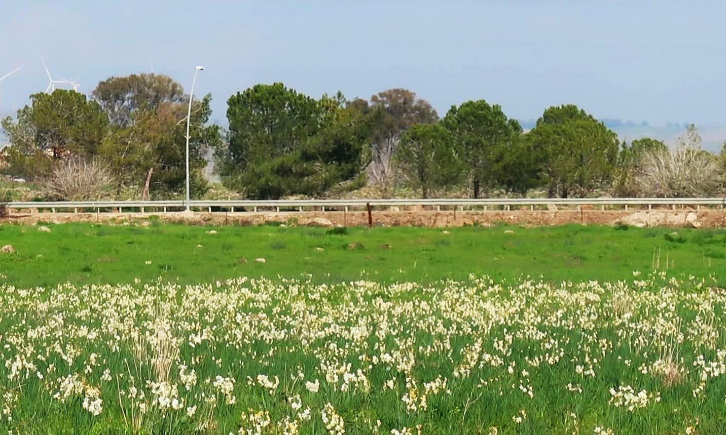 פריחת הנרקיס המצוי (צילום: פיה אגמון-שמרר)