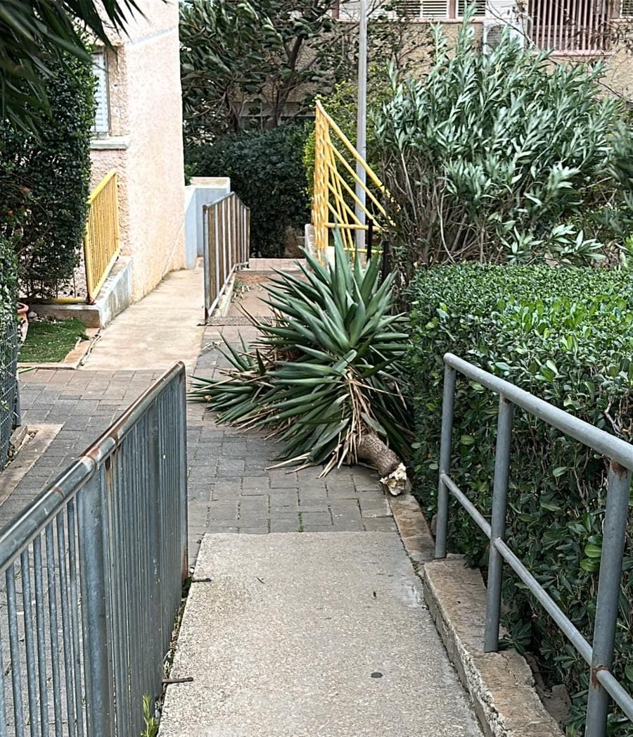 עץ נעקר ממקומו (צילום: חי פה בשטח)