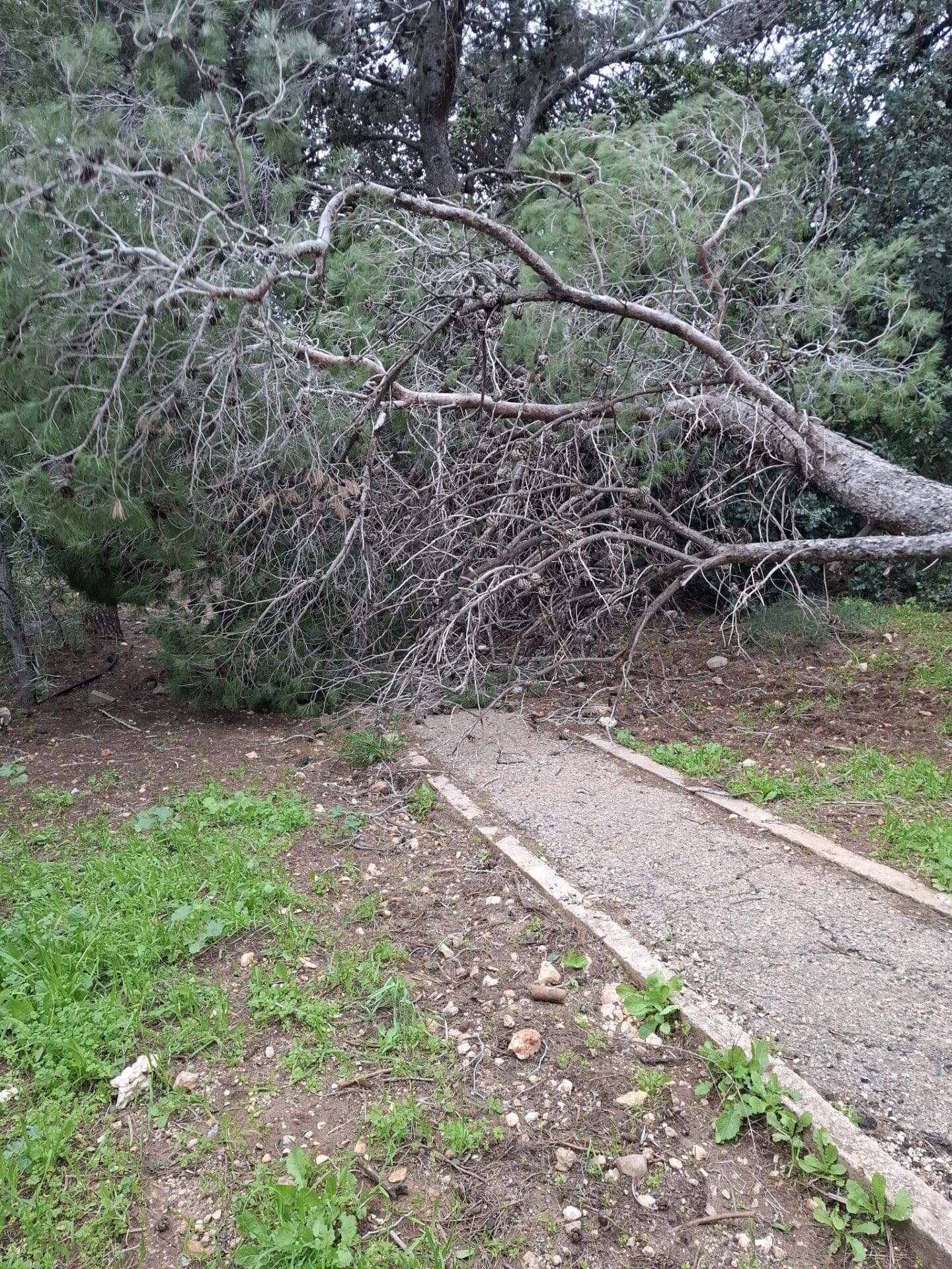 עץ נפל על שביל בשכונת אחוזה (צילום: לינה פרפילקין)