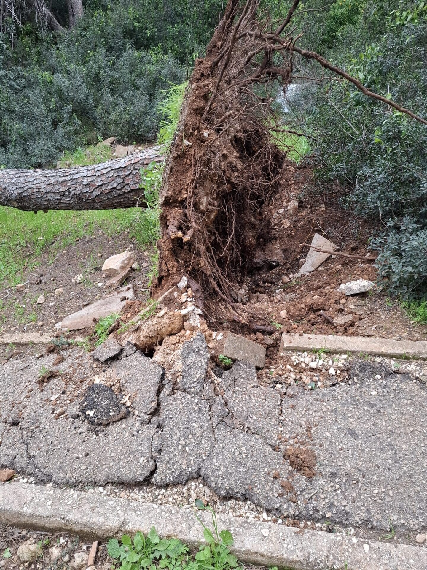 עץ נעקר ממקומו באחוזה (צילום: לינה פרפילקין)
