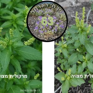 Title- 63 – מרקולית מצויה