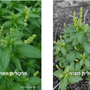 מרקולית מצויה • צילום: דני כץ