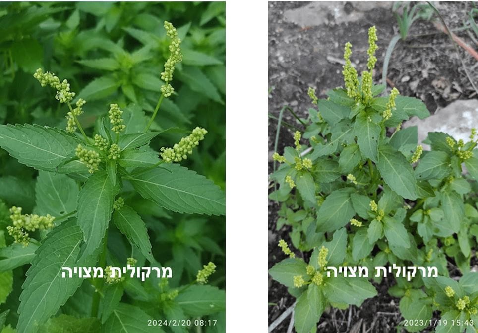 מרקולית מצויה • צילום: דני כץ